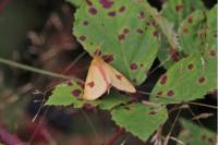 Diacrisia sannio
