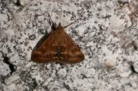 Pyrausta despicata