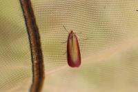 Oncocera semirubella