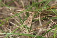 Nomophila noctuella