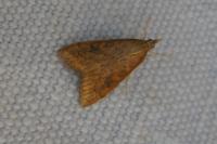 Udea ferrugalis