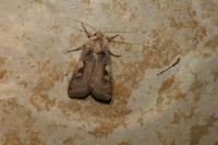 Xestia c-nigrum
