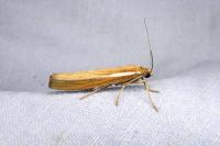 Agriphila tristella