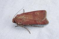 Agrotis trux