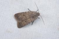 Caradrina flavirena