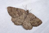 Selidosema taeniolaria