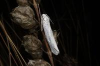 Coscinia cribraria cribraria