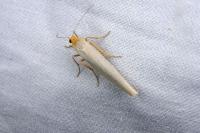 Eilema caniola