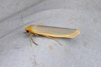 Manulea complana