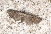 Eupithecia icterata