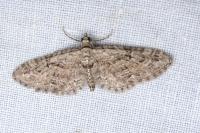 Eupithecia inturbata