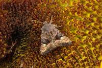 Euplexia lucipara