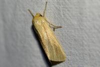 Mythimna pallens
