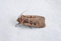 Euxoa obelisca obelisca