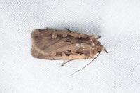 Euxoa obelisca obelisca