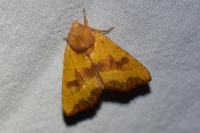 Atethmia centrago