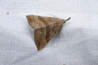 Hypena proboscidalis