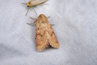 Luperina rubella