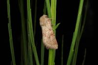 Luperina rubella