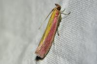 Oncocera semirubella