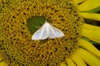 Palpita vitrealis