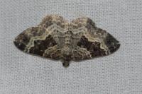 Epirrhoe alternata