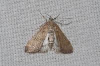 Parapoynx stratiotata