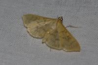 Patania ruralis