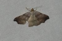Laspeyria flexula
