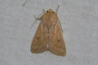 Mythimna vitellina