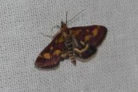 Pyrausta purpuralis