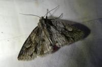 Meganephria bimaculosa