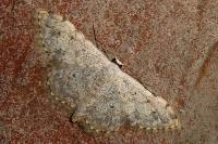 Scopula submutata roseonitens
