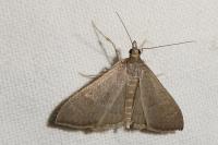 Mecyna asinalis