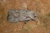Lithophane ornitopus