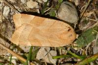 Noctua tirrenica