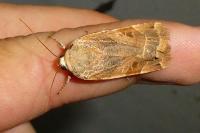 Noctua fimbriata