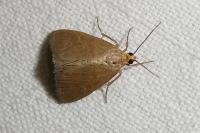 Evergestis mundalis