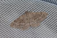Cataclysme riguata