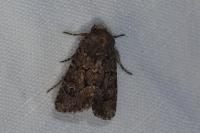 Luperina testacea