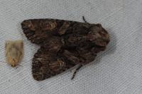Dryobotodes tenebrosa