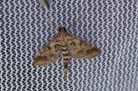 Duponchelia fovealis