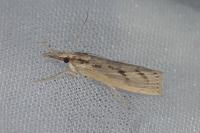 Agriphila tersella