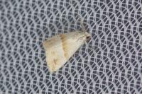 Eublemma parva