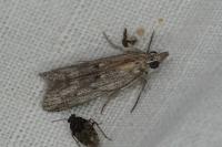 Epischnia asteris