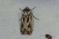 Agrotis vestigialis