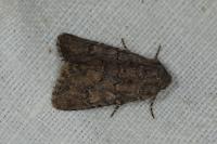 Luperina testacea