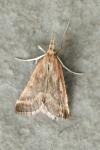 Synaphe punctalis