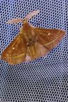 Lasiocampa trifolii trifolii