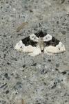 Cosmorhoe ocellata